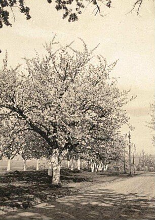 Kirschblüte