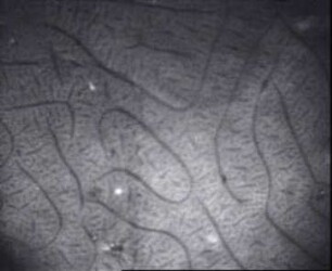 Supraleiter - Zwischenzustand in massiven Bleiproben vom Typ I bei Veränderung des angelegten Magnetfeldes - Bereichsstrukturen oberhalb der kritischen Dicke (d[s] = 120 µm)