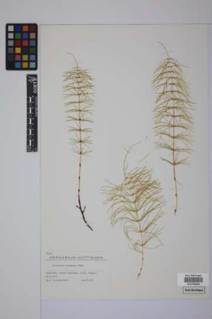 Equisetum pratense Ehrh.