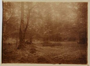 Lichter Laubwald