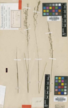 Eragrostis luzoniensis Steud. [isotype]