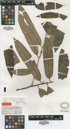 Myristica erratica Hook.f. & Thomson [isotype]