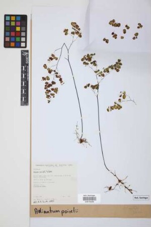 Adiantum poiretii