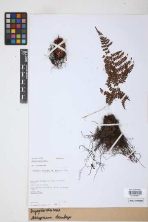 Athyrium dombeyi Desv.