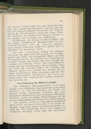 Entwickelung des Muskelsystems.
