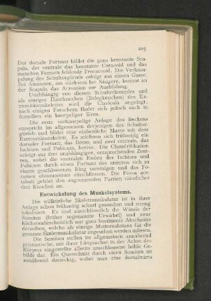 Entwickelung des Muskelsystems.