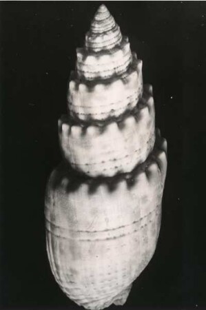 Mitra pontificalis Lam., Tahiti