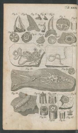 Tab. XXXII. Fig. 1. - Fig. 25.