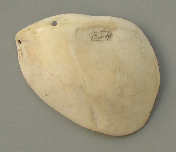 Spoon or drinking bowl made from mussel shell