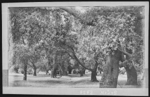 Santa Ana. Entrance to Picnic Grounds, Santiago Canyon, Cal.