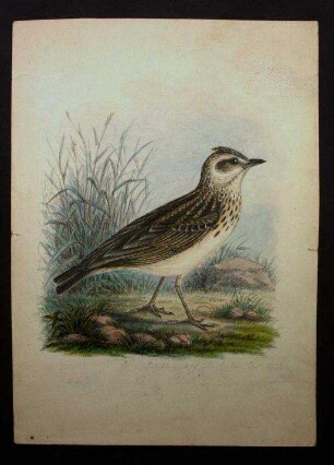 Galerida modesta (Heuglin, 1864), Sonnenlerche