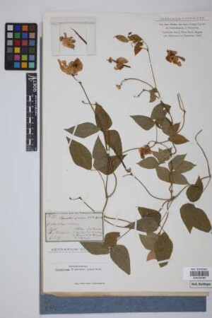 Phaseolus speciosus Kunth