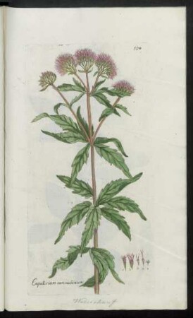 534. Eupatorium cannabinum