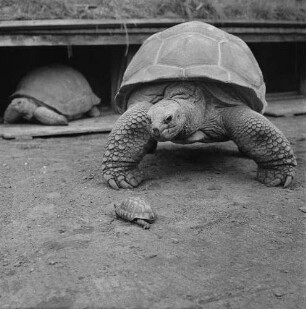 Zootiere. Schildkröte mit Jungem