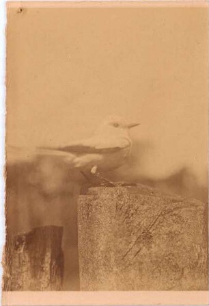 Thraupis episcopus (Linnaeus, 1766)