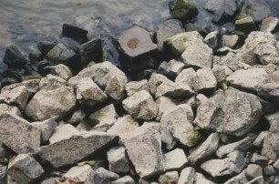 Hungersteine bei Niedrigwasser
