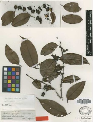 Heisteria laxiflora Engl. [isolectotype]