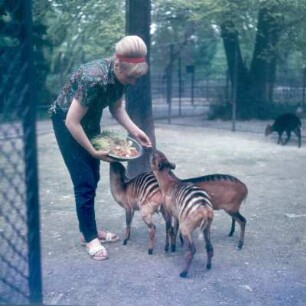 Frankfurt (Main). Zoo. Tierpflegerin beim Füttern von Zebraduckern