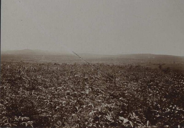 Die flachen Sandsteinberge am Wege Udjidji - Kassulo