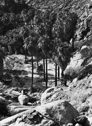 Palm Canyon bei Palm Springs