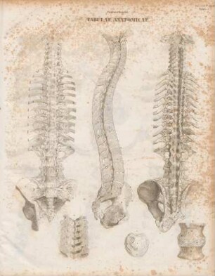 Ligamenta lateris (Lineartafel)