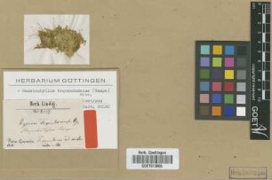 Hypnum tequendamense Hampe [isotype]