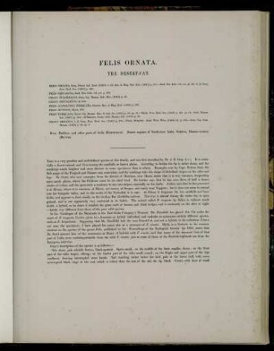 Felis Ornata