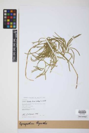 Diphasiastrum thyoides (Humb. & Bonpl. ex Willd.) Holub