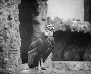 Kondor (Saccochamphus gryphus L.) : Breslau (Wroclaw/Polen). Zoologischer Garten. Kondor (Saccochamphus gryphus L.)