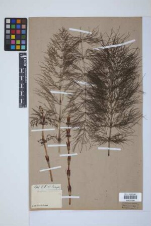 Equisetum sylvaticum L.