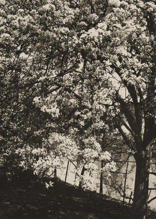 Frühling. Baumblüte
