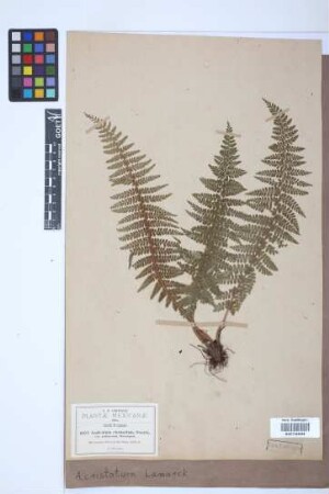 Asplenium cristatum Lam.