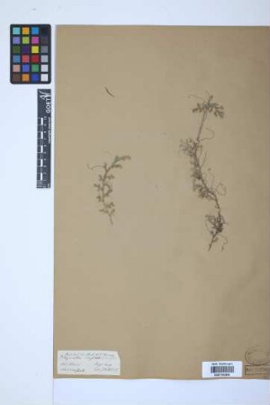 Selaginella rupestris (L.) Spring