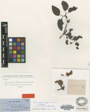 Calycogonium obliquum (Griseb.) Cogn. [type]