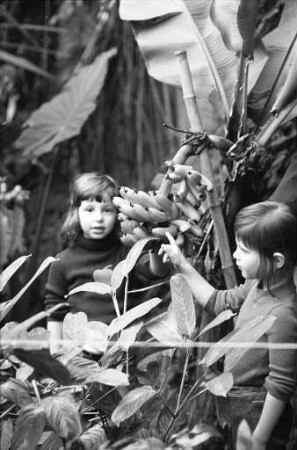 Bananenstauden im Gewächshaus des Botanischen Gartens