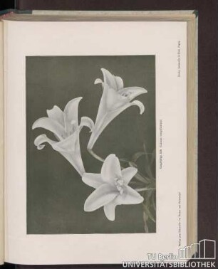 Langblütige Lilie (Lilium longiflorum)