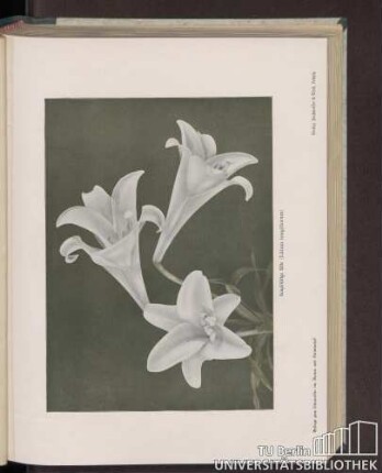 Langblütige Lilie (Lilium longiflorum)