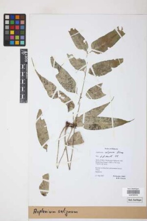 Asplenium salignum Blume