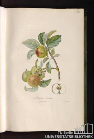 Pomme d'annette.