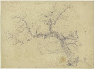 Baum