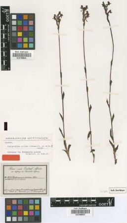 Habenaria crocea Schweinf. ex Rchb..f. [syntype]