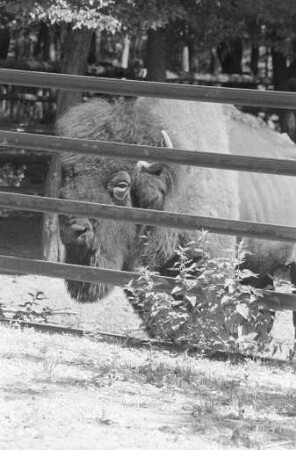 Abbau und Auflösung des Bisonbestands im Tierpark Oberwald