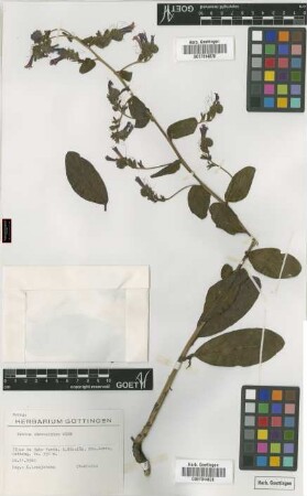 Echium stenosiphon Webb