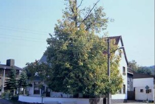 Gaststätte "Zur Linde" mit alter Linde davor