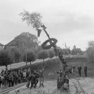 Aufstellen des Maibaums in Panschwitz-Kuckau : Stajenje meje w Pančicach : Panschwitz-Kuckau / Pančicy-Kukow