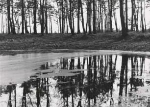 Berlin-Spandau. Spandauer Forst. Naturschutzgebiet Teufelsbruch und Nebenmoore. Hier: Teich mit bewaldeter Uferböschung