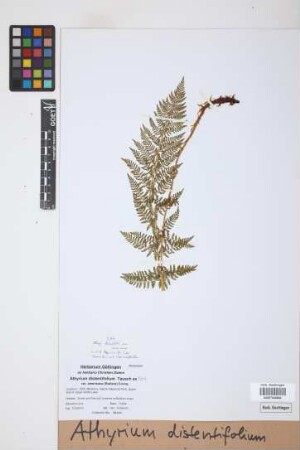 Athyrium distentifolium Tausch ex Opiz