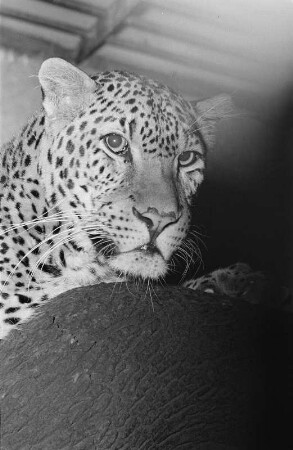 Reportage "Der Zoo wintert sich ein". Leopard