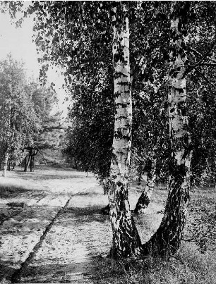 Impression. Ein mit Birken gesäumter Weg bei Teupitz (Brandenburg)