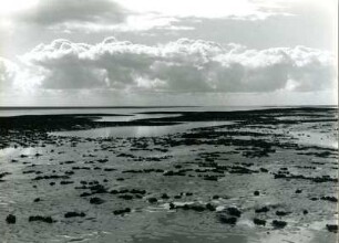 Blaumuschelbänke an der Telje, Elbe-Weser-Watt, Norddeutsche Küste